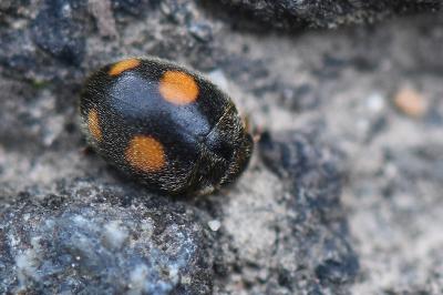 <i>Platynaspis luteorubra</i>