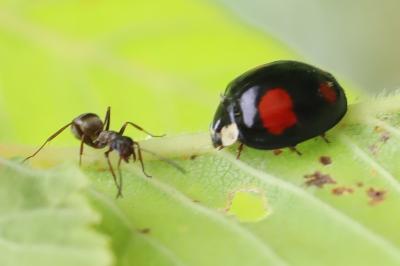 <i>Harmonia axyridis</i>