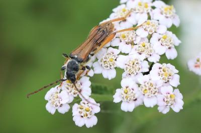 <i>Stenopterus rufus</i>