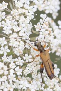 <i>Oedemera podagrariae</i>