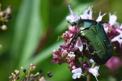 <i>Cetonia aurata</i>