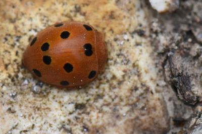 Henosepilachna argus