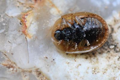 <i>Hypocassida subferruginea</i>