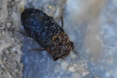 <i>Dermestes undulatus</i>