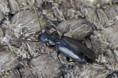 <i>Microlestes</i>