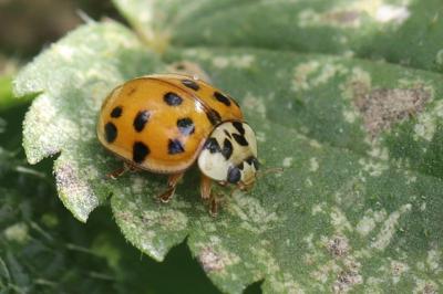 <i>Harmonia axyridis</i>
