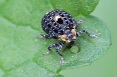 <i>Cionus tuberculosus</i>