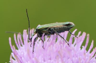 <i>Oedemera nobilis</i>