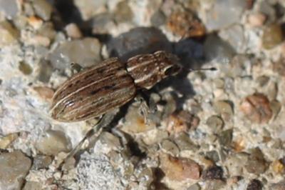 <i>Sitona puncticollis</i>