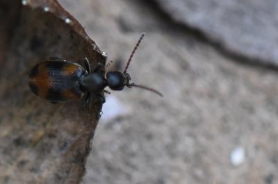 <i>Anthicus antherinus</i>