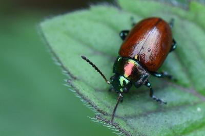 <i>Chrysolina polita</i>