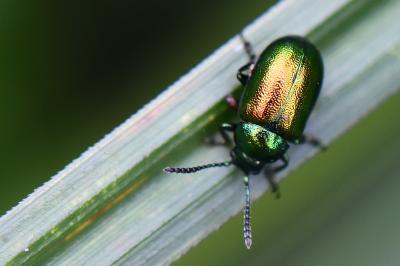 <i>Gastrophysa viridula</i>