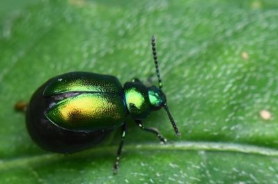 <i>Gastrophysa viridula</i>