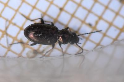 <i>Bembidion lampros</i>