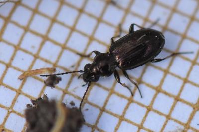 <i>Bembidion lampros</i>