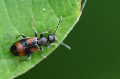 <i>Anthicus antherinus</i>