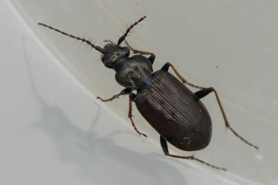 <i>Loricera pilicornis</i>
