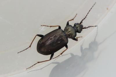 <i>Loricera pilicornis</i>