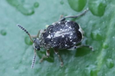 <i>Bruchus</i>