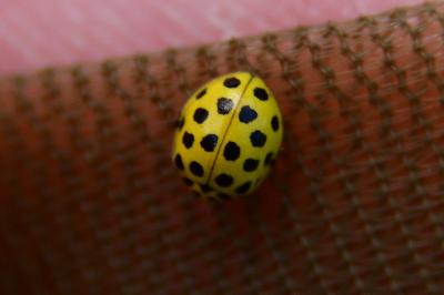 <i>Psyllobora vigintiduopunctata</i>