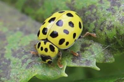 <i>Psyllobora vigintiduopunctata</i>