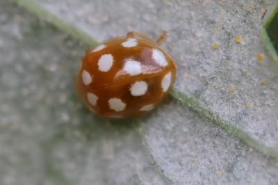 <i>Vibidia duodecimguttata</i>
