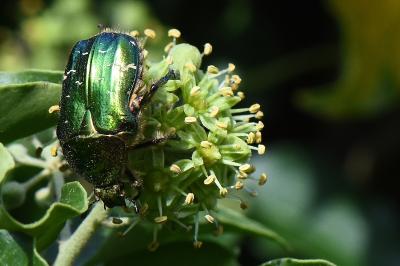 <i>Cetonia aurata</i>
