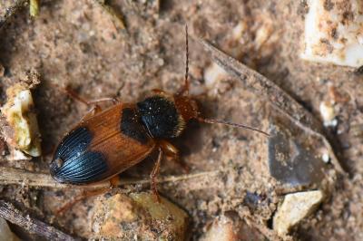 <i>Diachromus germanus</i>