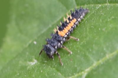<i>Harmonia axyridis</i>