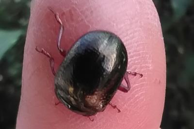<i>Chrysolina bankii</i>