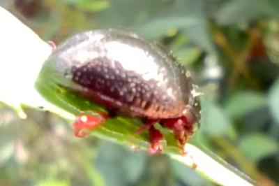 <i>Chrysolina bankii</i>