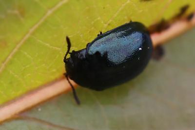 <i>Plagiodera versicolora</i>