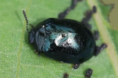 <i>Plagiodera versicolora</i>