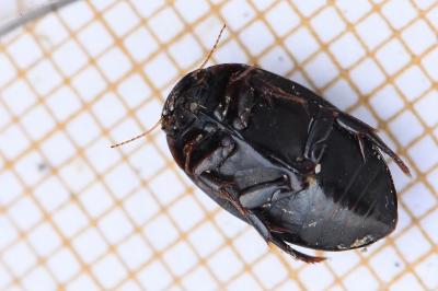 <i>Agabus didymus</i>