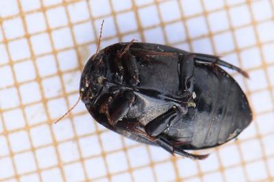 <i>Agabus didymus</i>