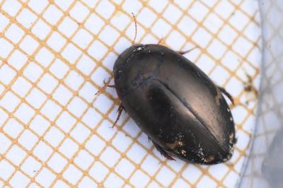 <i>Agabus didymus</i>