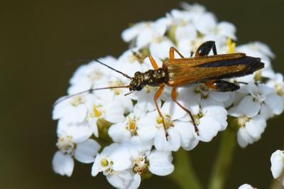 <i>Oedemera podagrariae</i>