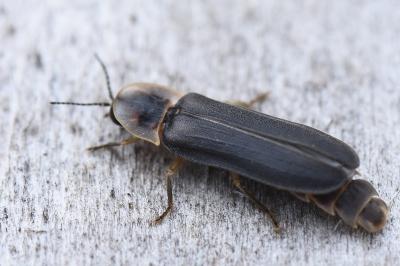 <i>Lampyris noctiluca</i>