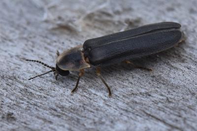 <i>Lampyris noctiluca</i>