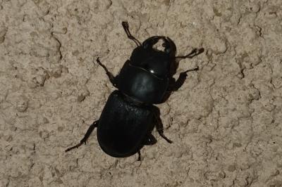 Petite biche