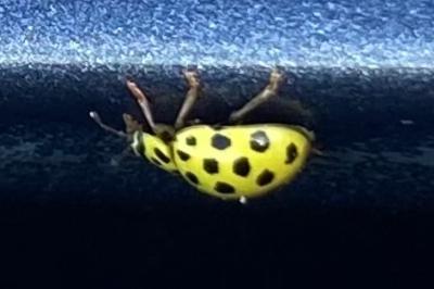 <i>Psyllobora vigintiduopunctata</i>