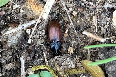 <i>Parophonus mendax</i>