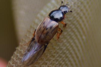 <i>Nimbus contaminatus</i>