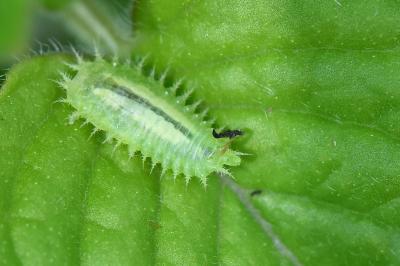 <i>Cassida</i>
