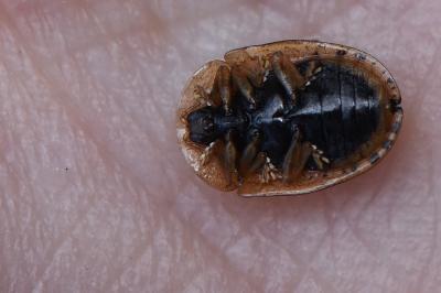 <i>Hypocassida subferruginea</i>