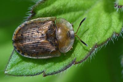 <i>Hypocassida subferruginea</i>