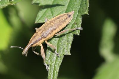 Lixus iridis