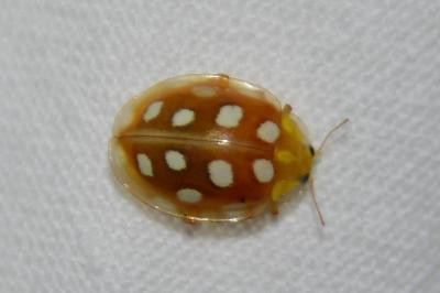 <i>Halyzia sedecimguttata</i>