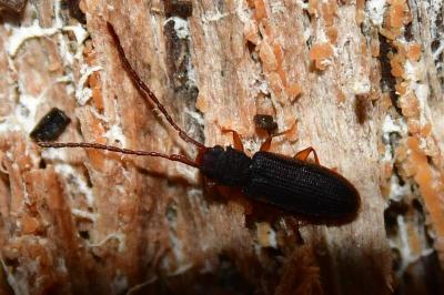 <i>Uleiota planatus</i>