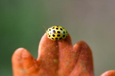 <i>Psyllobora vigintiduopunctata</i>